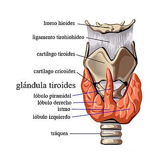 Anatomía de la Glándula Tiroides